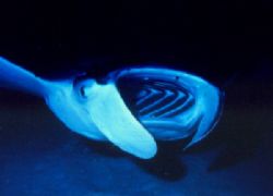 "Say ahhhhhh" , in Palau aboard the StarDancer by George Booth 